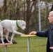 Dog Training available for Kaiserslautern Military Community