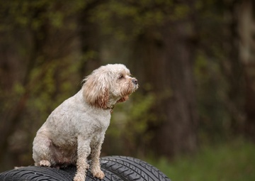 Dog Training available for Kaiserslautern Military Community