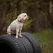 Dog Training available for Kaiserslautern Military Community