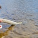 Annual fish stocking at Fort McCoy helps maintain fish populations for anglers