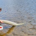 Annual fish stocking at Fort McCoy helps maintain fish populations for anglers