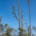 Tornado Damage in Selmer, TN