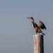 Tyndall Marina Rebuild