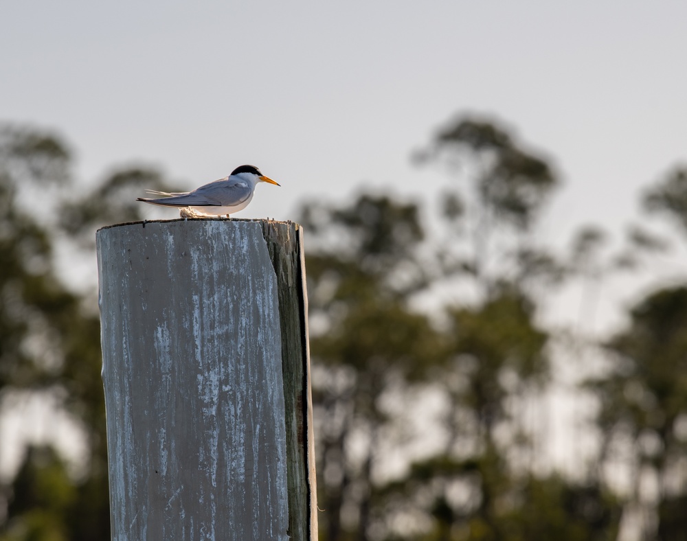 DVIDS - Images - Tyndall Marina Rebuild [Image 8 Of 16]