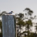 Tyndall Marina Rebuild