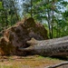 Tornado Damage in Adamsville, TN