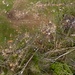 Aerial Image of Damage in Clifton, TN