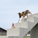 509th SFS Military Working Dog
