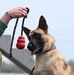 509th SFS Military Working Dog