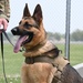 509th SFS Military Working Dog
