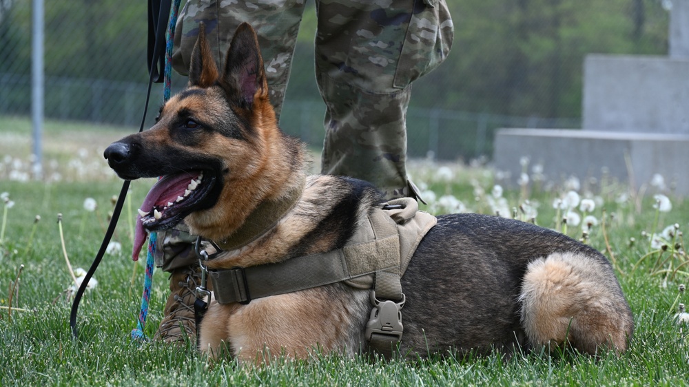 509th SFS Military Working Dog