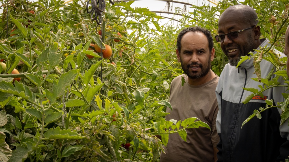 USAID met with Al-Janoub Poultry, a chicken and vegetable producer,  to identify  challenges for private sector innovation in Sebha, Libya.