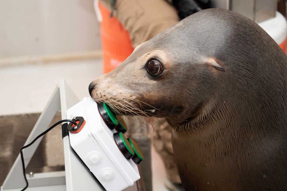 The Navy’s sea lions love video games