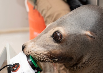 The Navy’s sea lions love video games