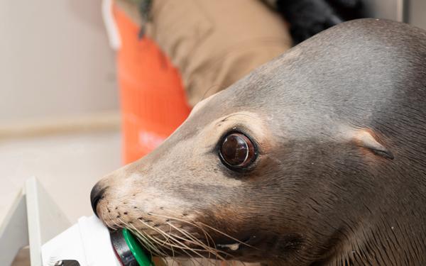 The Navy's sea lions love video games