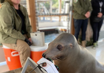 The Navy’s sea lions love video games