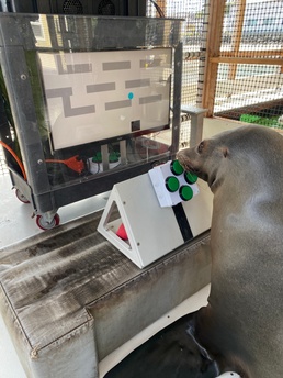 The Navy’s sea lions love video games
