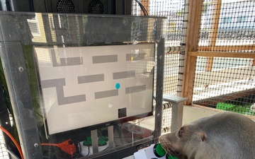 The Navy's sea lions love video games
