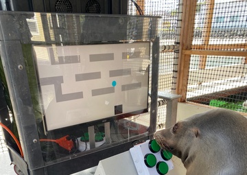 The Navy’s sea lions love video games