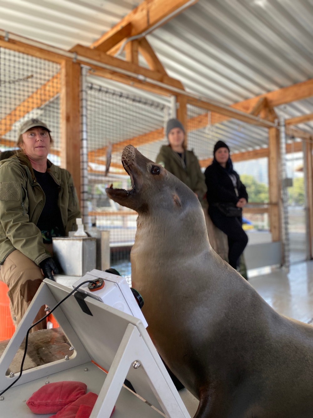 The Navy’s sea lions love video games