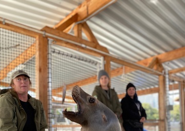 The Navy’s sea lions love video games