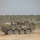 U.S. and Multinational Battle Group Maneuver Anakonda23 Combined Arms Rehearsal