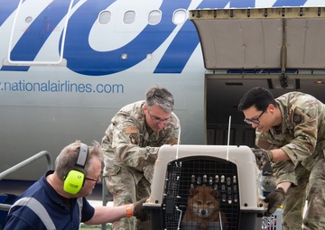 Welcome Aboard Yokosuka: PCS Pet Transportation to Yokosuka
