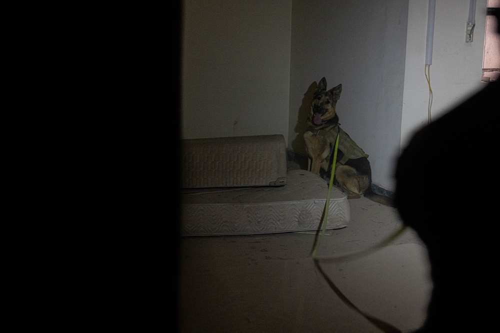 CJTF-OIR K-9 Explosive Training