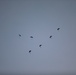 Allied Partners Perform a Free-fall Parachute Jump in Estonia