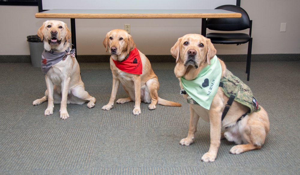 Nurses Week - Facility Dogs Meet Nurses