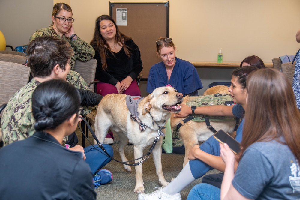 Nurses Week - Facility Dogs Meet Nurses