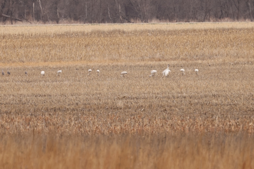 Whooping Cranes at Kanopolis Lake