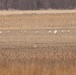 Whooping Cranes at Kanopolis Lake