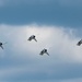Thunderbirds return to Augusta
