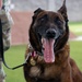 SSamuel and SSeneca retire from their duties as military working dogs