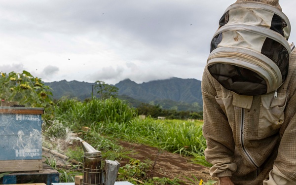 Local Bee Farm Relocates Honey Bees From Kupono Solar