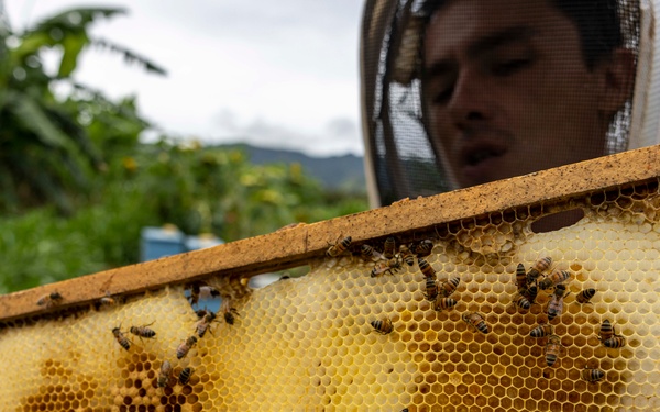 Local Bee Farm Relocates Honey Bees From Kupono Solar