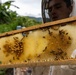 Local Bee Farm Relocates Honey Bees From Kupono Solar