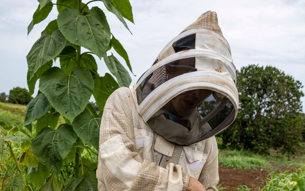 Local Bee Farm Relocates Honey Bees From Kupono Solar