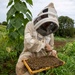 Local Bee Farm Relocates Honey Bees From Kupono Solar