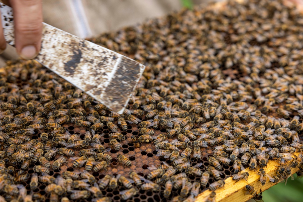 Save The Bees - Honey Bee Non Profit - Operation Honey Bee