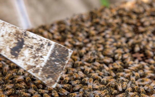 Local Bee Farm Relocates Honey Bees From Kupono Solar
