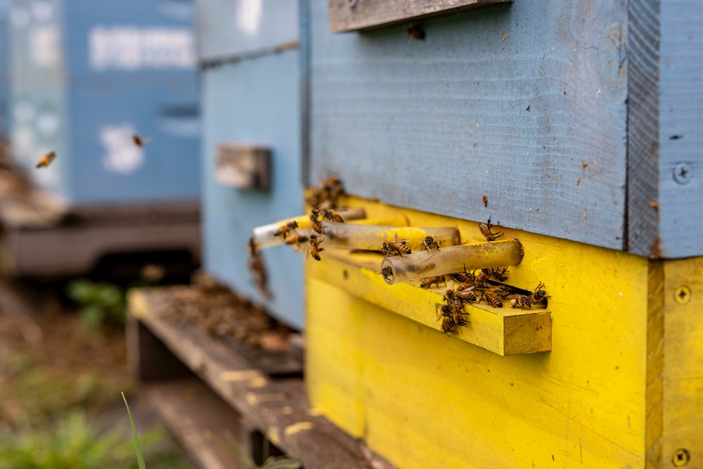 Local Bee Farm Relocates Honey Bees From Kupono Solar