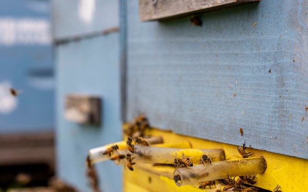 Local Bee Farm Relocates Honey Bees From Kupono Solar