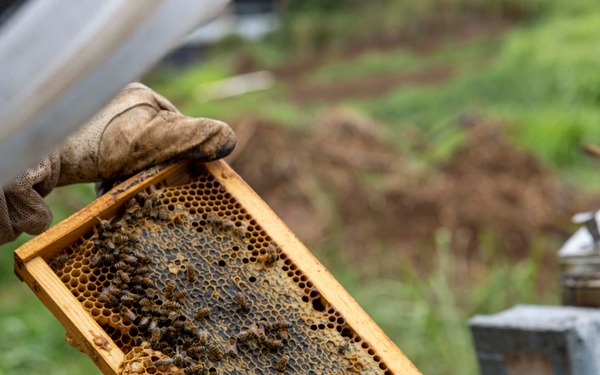 Local Bee Farm Relocates Honey Bees From Kupono Solar