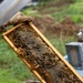 Local Bee Farm Relocates Honey Bees From Kupono Solar