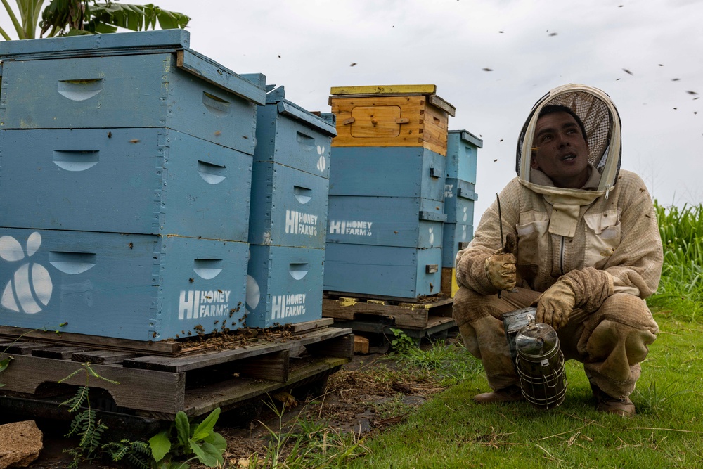 Local Bee Farm Relocates Honey Bees From Kupono Solar