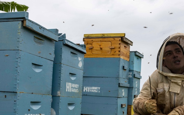 Local Bee Farm Relocates Honey Bees From Kupono Solar