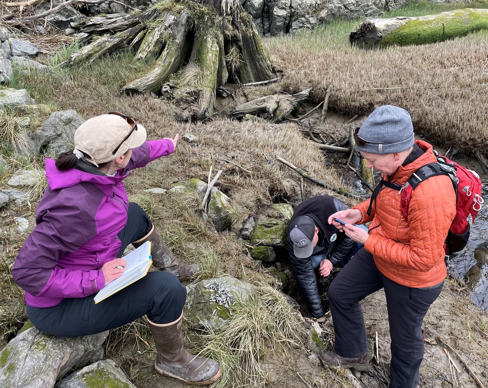 McGlinn Island Jetty emergency repairs underway to protect endangered salmon