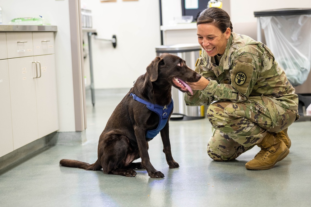 Ask an Army Veterinarian: PCSing with Pets